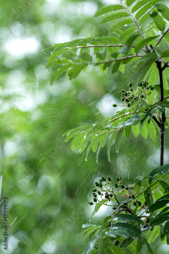 Summer rain drops falling on green leaves