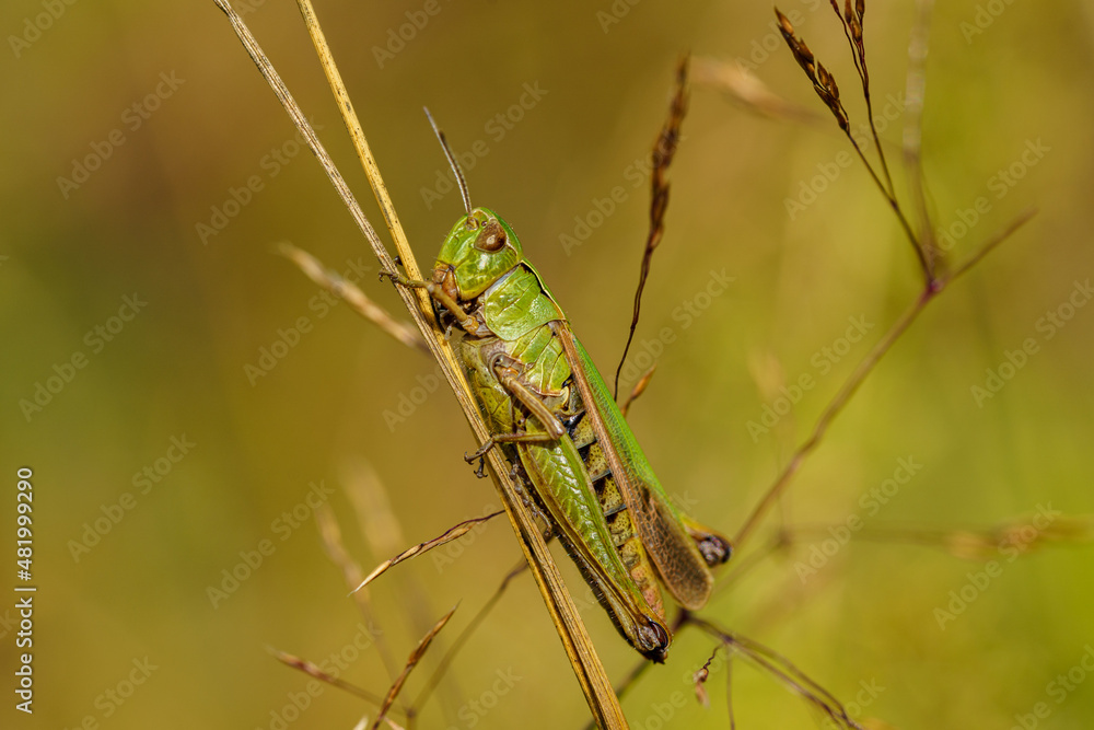 Close up of a green grasshopper sitting on a straw of grass Close up of a green grasshopper sitting on a straw of grass