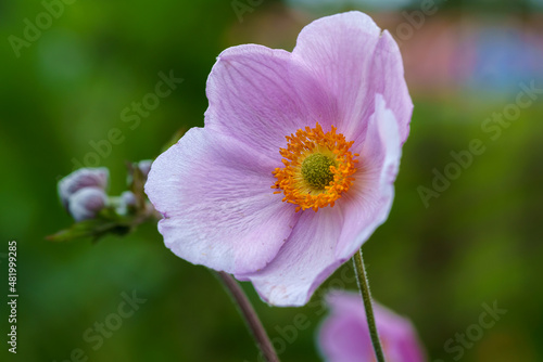 Close up of a beautiful pink anemone flower