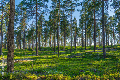 Beautiful pine forest with a green forest floor in beautiful morning sunlight