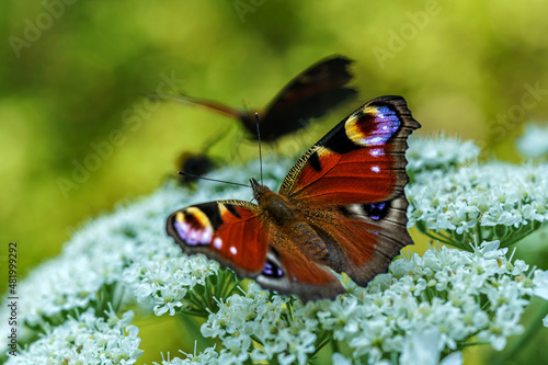 Close up of a peacock butterfly on a large white flower