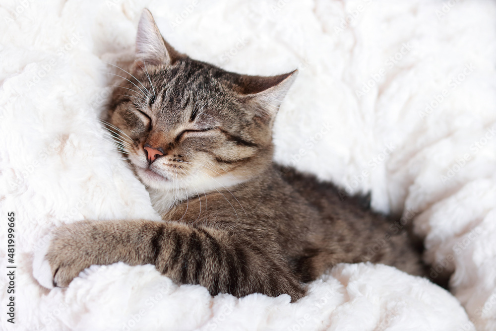 Little cute Cat lying on white fur and resting. Gray Kitten close up. Pet care concept. Kitten lying on a white background.Tabby.Portrait of a cat