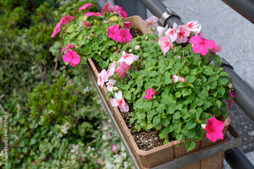 鉢植えのお花