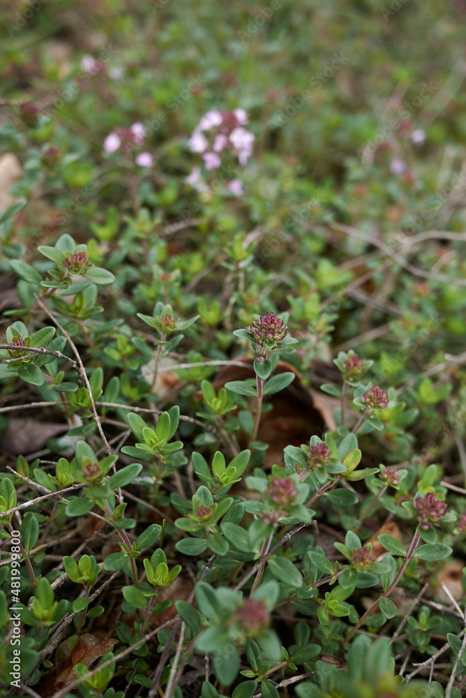 Thymus longicaulis in bloom