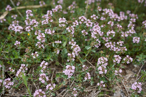 Thymus longicaulis in bloom photo