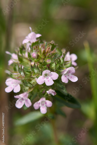 Thymus longicaulis in bloom