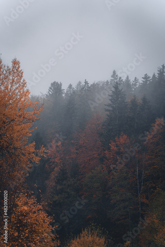 orange moody forest in autumn with fog in the air