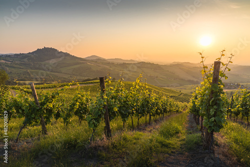 Hills in Oltrepo' Pavese covered in vineyards and fields at sunset, Italy