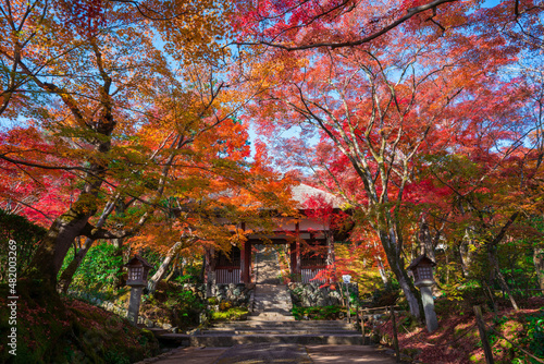 京都　嵯峨野　常寂光寺（じょうじゃっこうじ）の仁王門と紅葉 © Route16