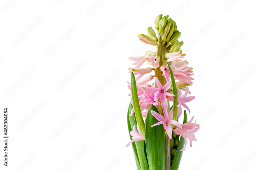 Pink hyacinth flower on a white isolated background.