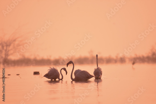 Sweet Morning With Greater Flamingo Birds In Early Morning Time. Wild Water Birds. Wildlife Photography  