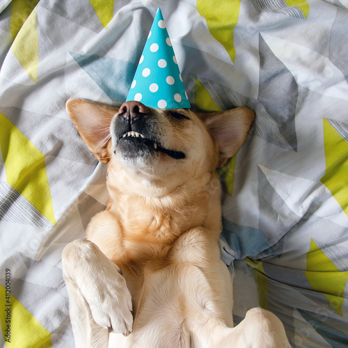 Birthday party dog. Dog celebrating with pary hat on the bed, top view.