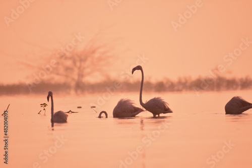 Lovely Pink Flamingo. Lake Landscape. Wild Water Birds In Wildlife. Wildlife Photography 