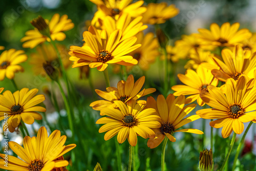 Group of beautiful vibrant yellow daisy flowers
