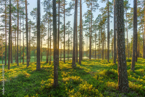 Pine forest in Sweden in morning sunlight and mist in the air