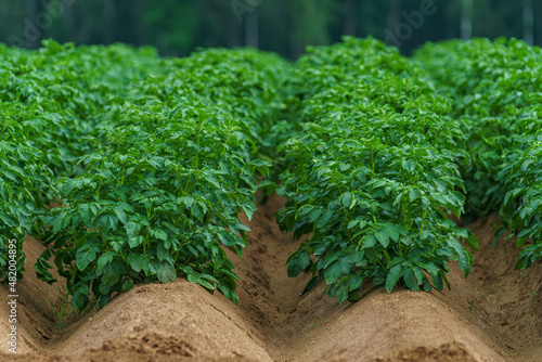 Rows of fresh green potato plants