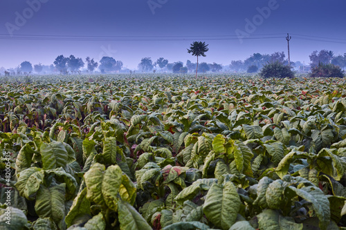 Tobacco field with power cable that can be seen in the picture above. Day. Outside. 