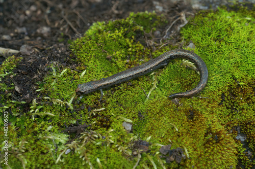 Closeup on the Santa Lucia Mountains slender salamander , Batrachoseps luciae on moss in California