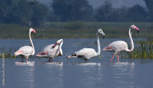 
Flamingo Birds Group In Water. Wild Birds. Wildlife Photography
