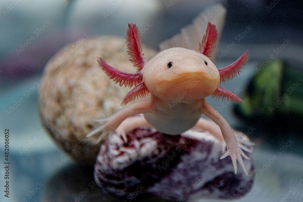 Axolotl aquarium, salamander, nature, tank Stock Photo Adobe Stock