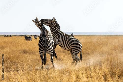 KENYA - AUGUST 16  2018  Zebras are playing during the game drive in Amboseli national park