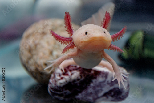 Axolotl aquarium, salamander, nature, tank