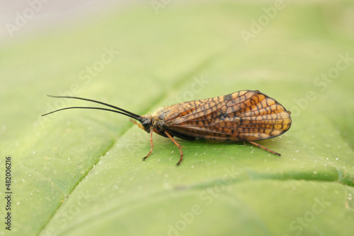 Closeup on a rare, dark brown caddisfly, Hagenella clathrata, sitting on a green leaf photo