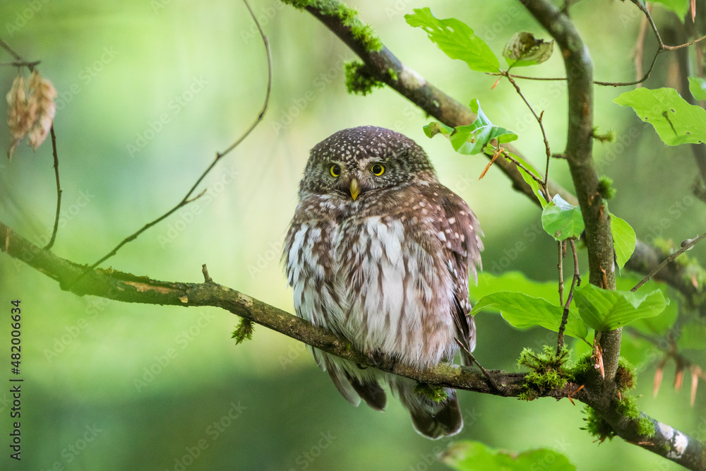 Sperlingskauz (Glaucidium passerinum) Sperlingskauz (Glaucidium passerinum)