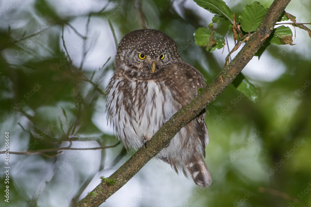 Sperlingskauz (Glaucidium passerinum) Sperlingskauz (Glaucidium passerinum)