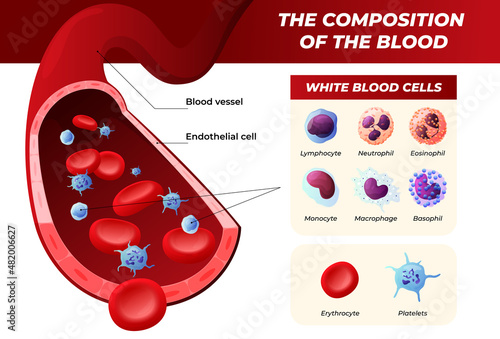 Blood medical infographic isometric vector illustration. Educational medicine anatomical poster