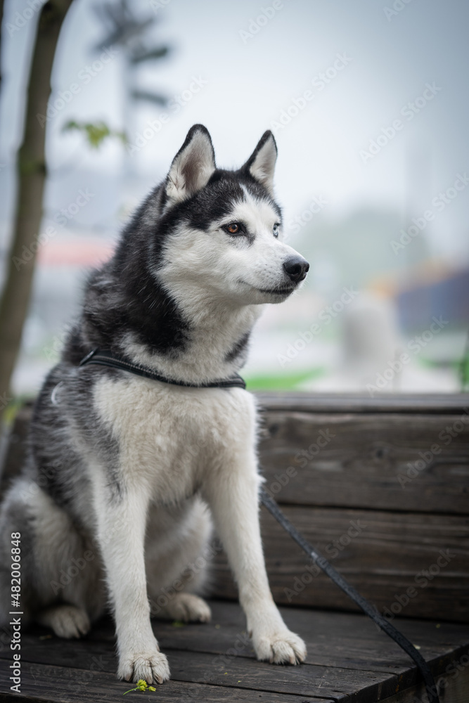 Husky dog in black white sits on a bench in a park. Portrait of a dog.