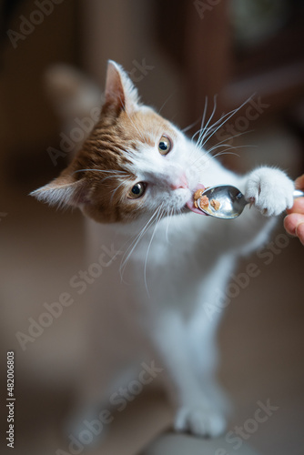 Сat licks food from a spoon. Sunny weather.
