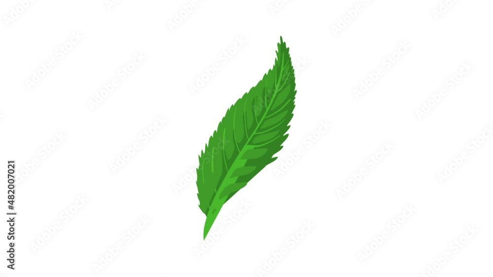 Leaf icon animation best cartoon object on white background Leaf icon animation best cartoon object on white background