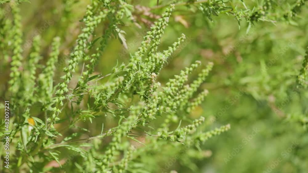 Ragweed flowering. Bushes of ragweed or ambrosia, causing allergic reactions to sensitive population. Ambrosia artemisiifolia flowers (common ragweed, annual ragweed) Ragweed flowering. Bushes of ragweed or ambrosia, causing allergic reactions to sensitive population. Ambrosia artemisiifolia flowers (common ragweed, annual ragweed)