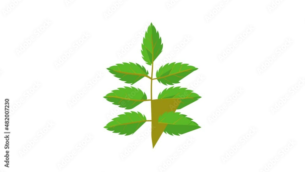 Rowan leaf icon animation best cartoon object on white background Rowan leaf icon animation best cartoon object on white background