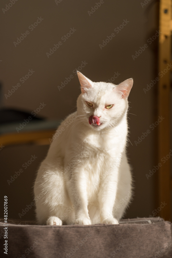 マットの上でくつろいでいる、かわいい白猫　舌なめずり