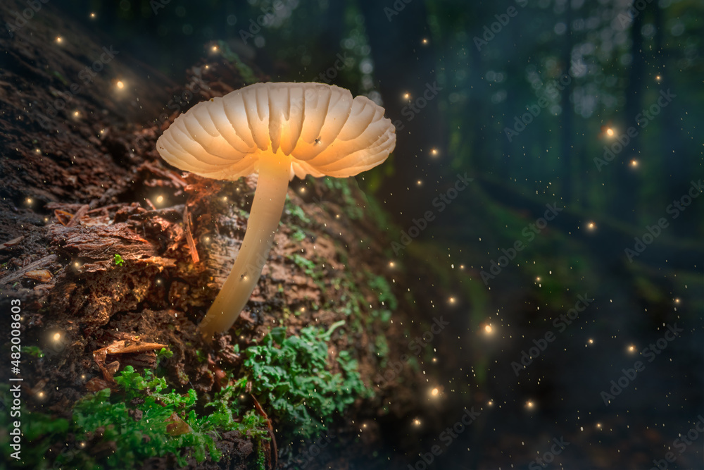 Obraz premium Glowing mushroom with fireflies in magical forest.