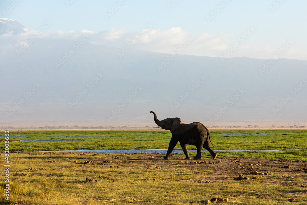 KENYA - AUGUST 16, 2018: Happy elephant in Amboseli National Park