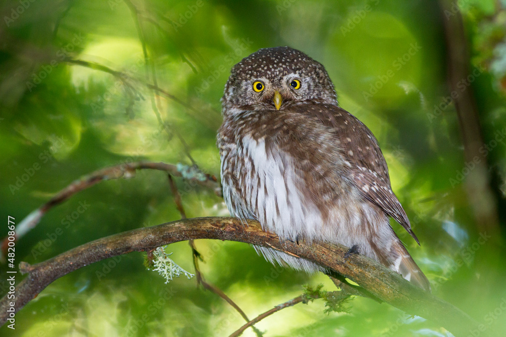 Sperlingskauz (Glaucidium passerinum) Sperlingskauz (Glaucidium passerinum)