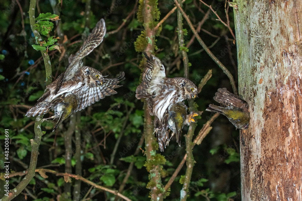 Obraz premium Sperlingskauz (Glaucidium passerinum)