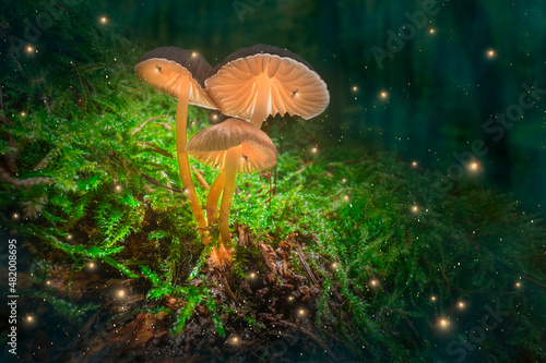 Mushroom lamps on moss with fireflies in dark forest.