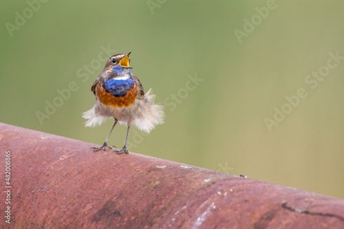 Weißsterniges Blaukehlchen (Luscinia svecica) Männchen photo