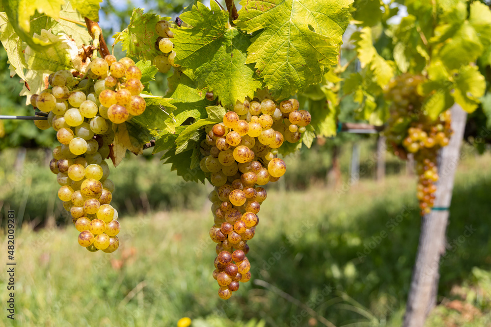 Grapes yellow muscat in Tokaj region, Unesco site, Hungary