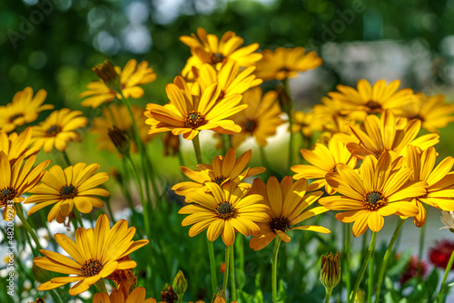 Group of beautiful and vibrant yellow daisy flowers