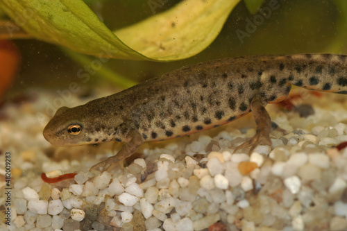 Closeup on an aquatic male Iberian newt, Lissotriton boscai