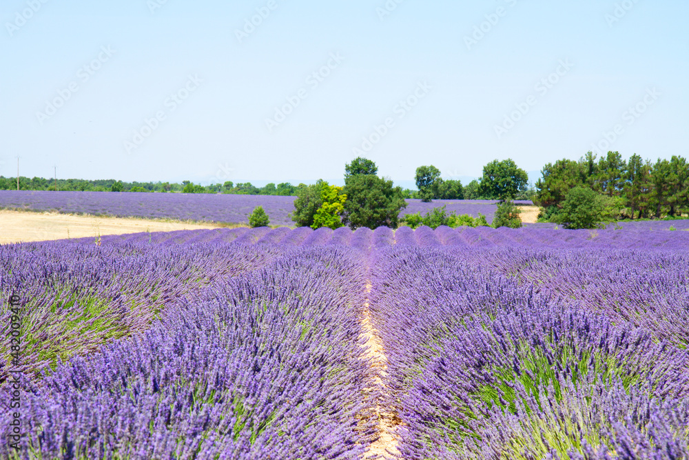 Naklejka premium Lavender field