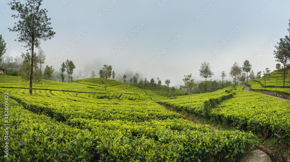 Scenic view of agriculture green tea farm plantation growing in Sri Lanka. Landscape photo of a tea plantation. Traveling and agriculture concept.