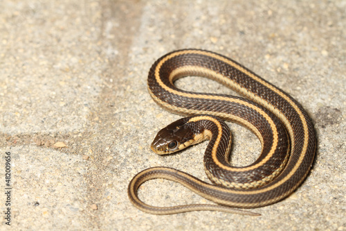 Young coast garter snake (Thamnophis elegans terrestris) coiled on a patio stone.