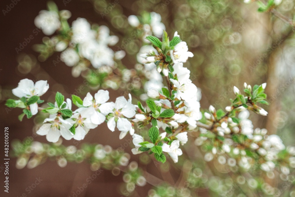 Fototapeta premium flowers