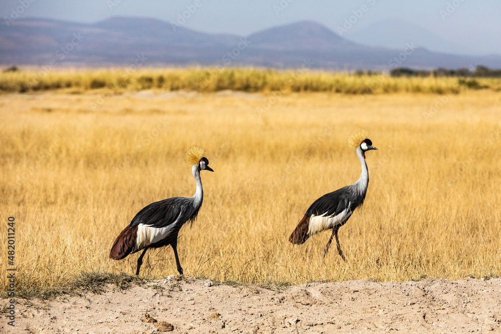 KENYA - AUGUST 16, 2018: Two birds are passing by the road in Amboseli KENYA - AUGUST 16, 2018: Two birds are passing by the road in Amboseli